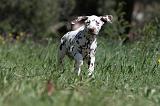 DALMATIEN 085